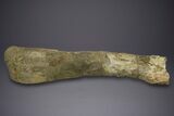 Fossil Sauropod (Camarasaurus) Ulna with Metal Stand - Colorado #350493-5